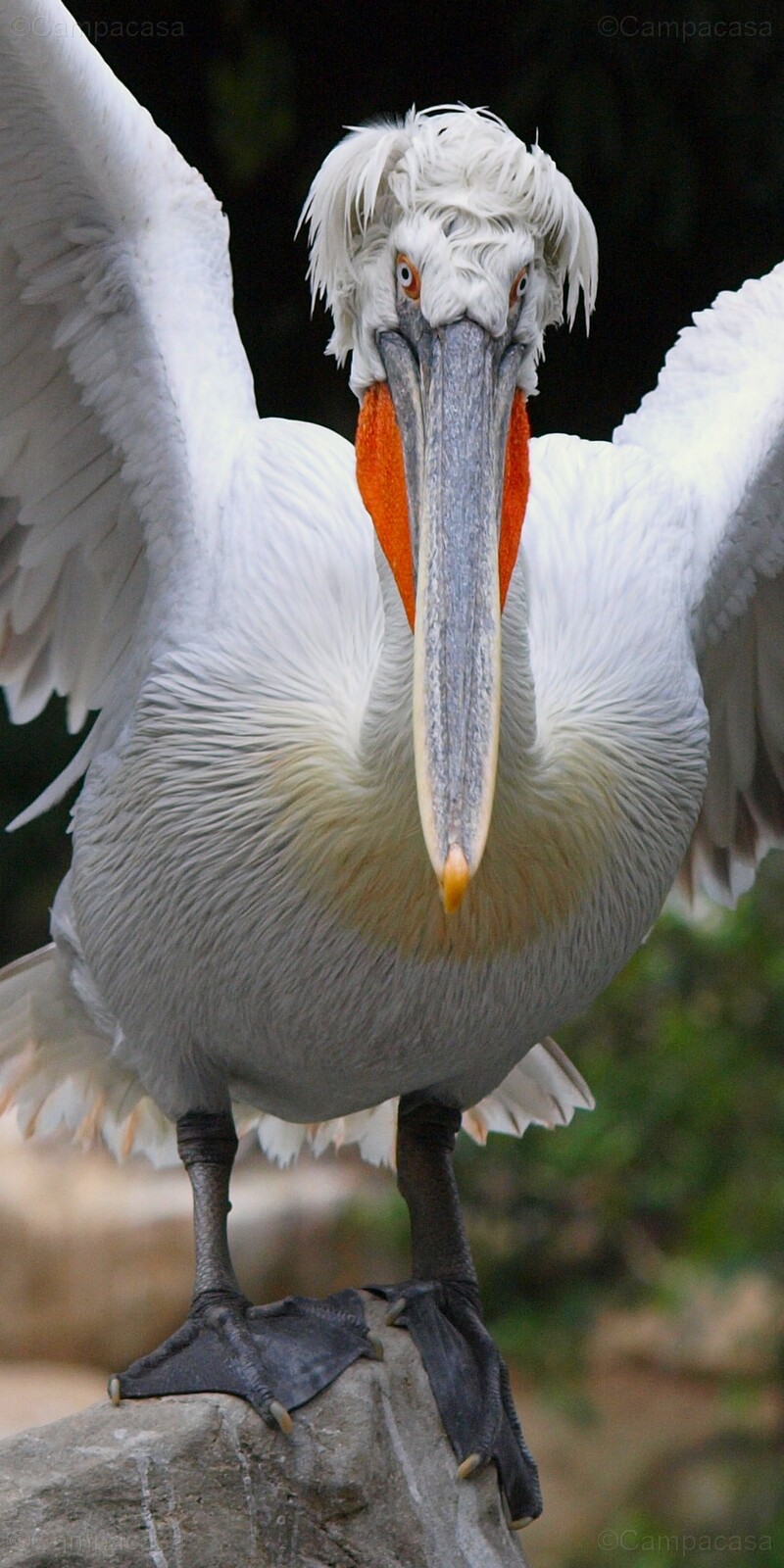 Dalmatian pelican