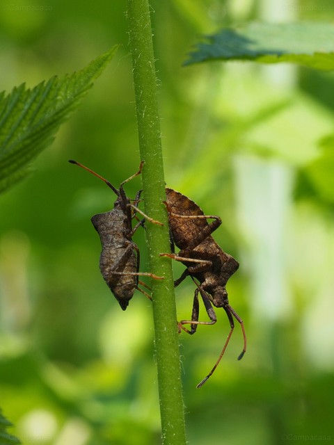 Dock bugs