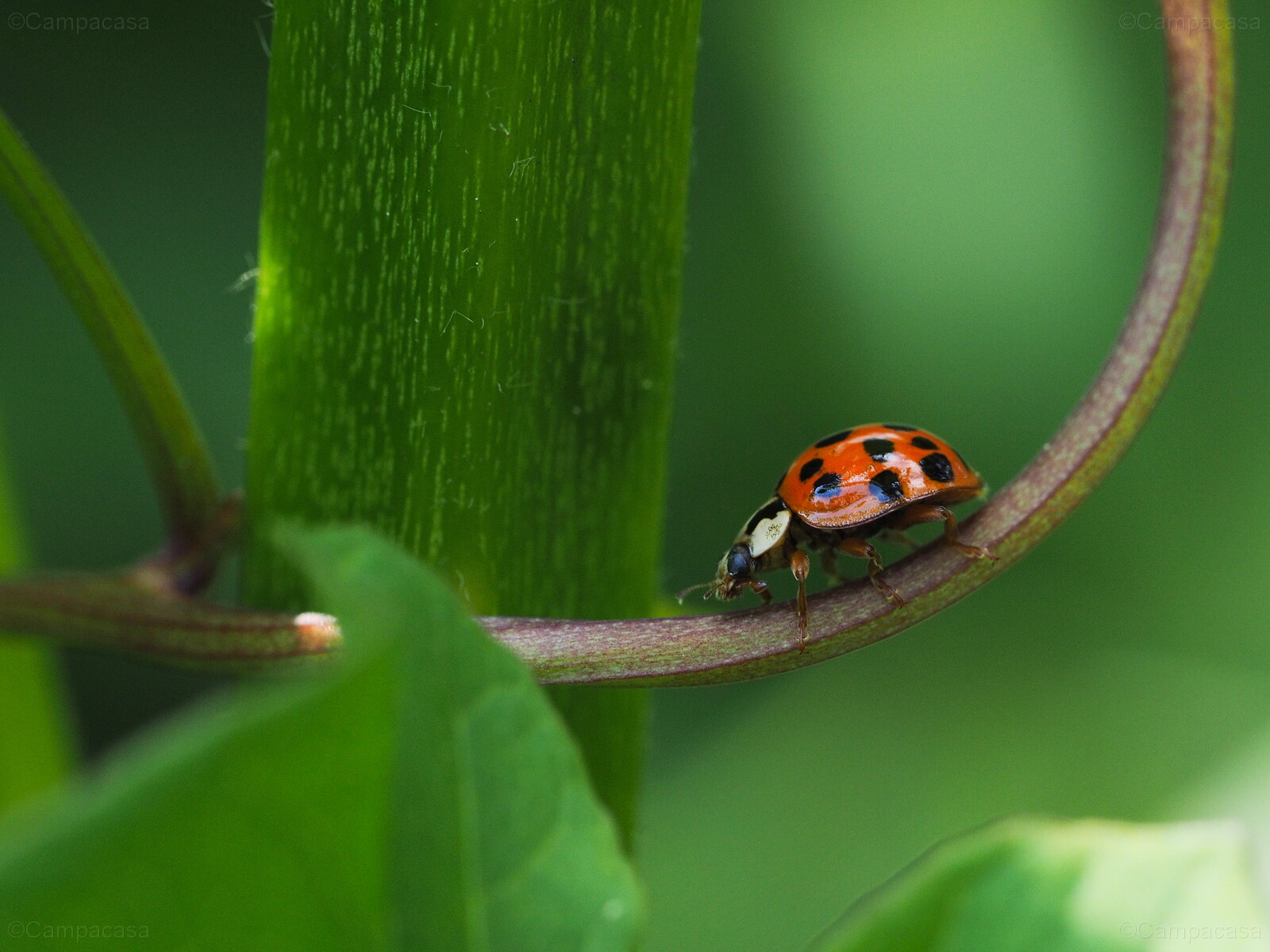 Harlequin ladybird or asian lady beetle
