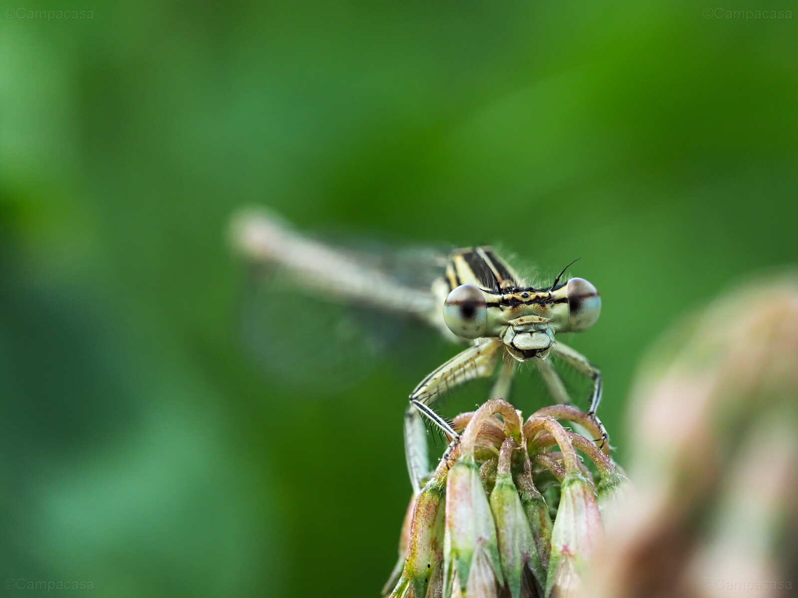 White-legged damselfly