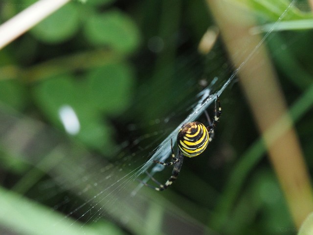 Wasp spider