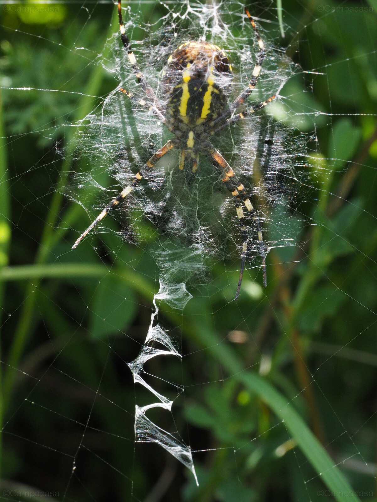 Wasp spider