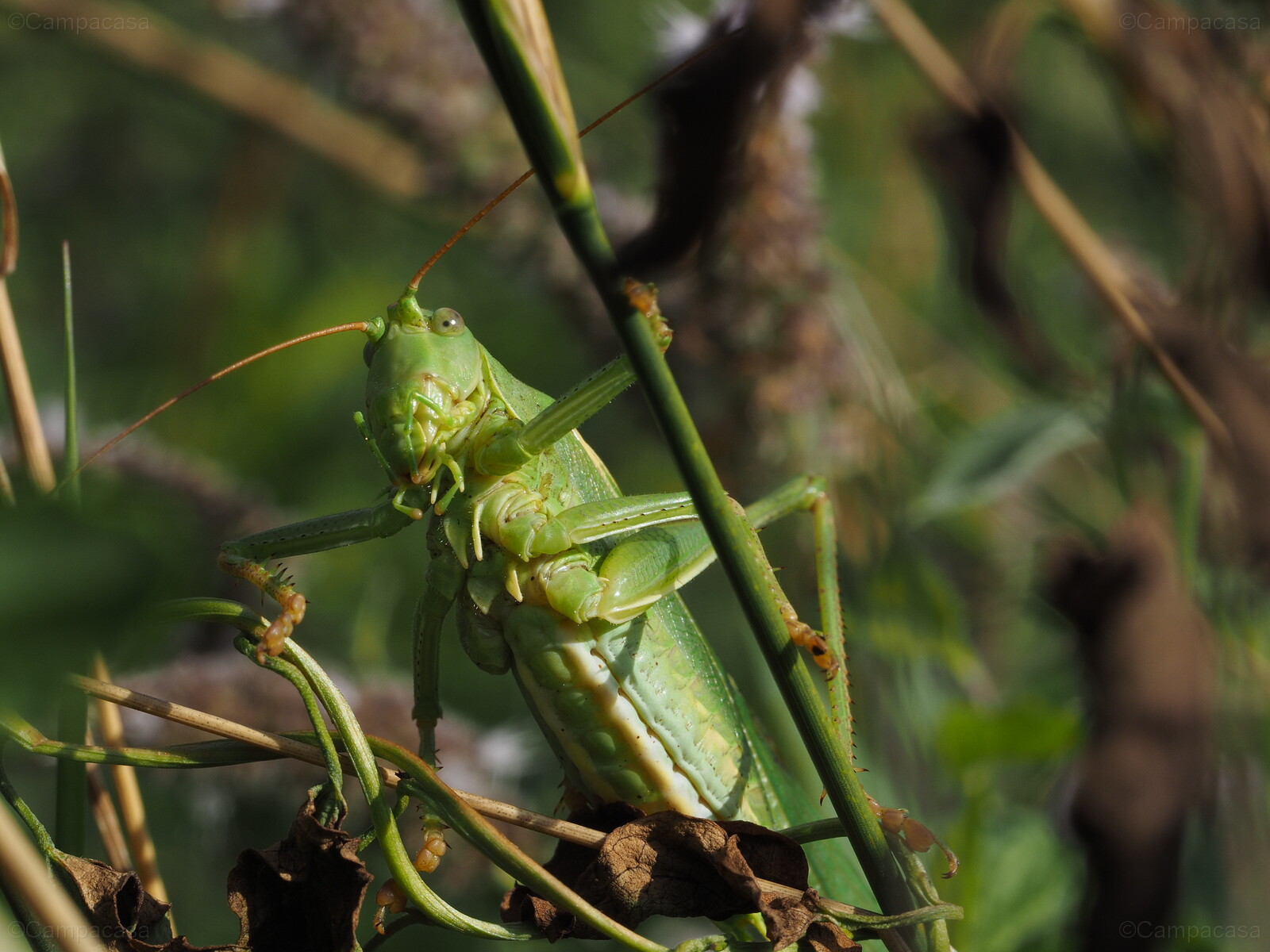 Great green bush-cricket