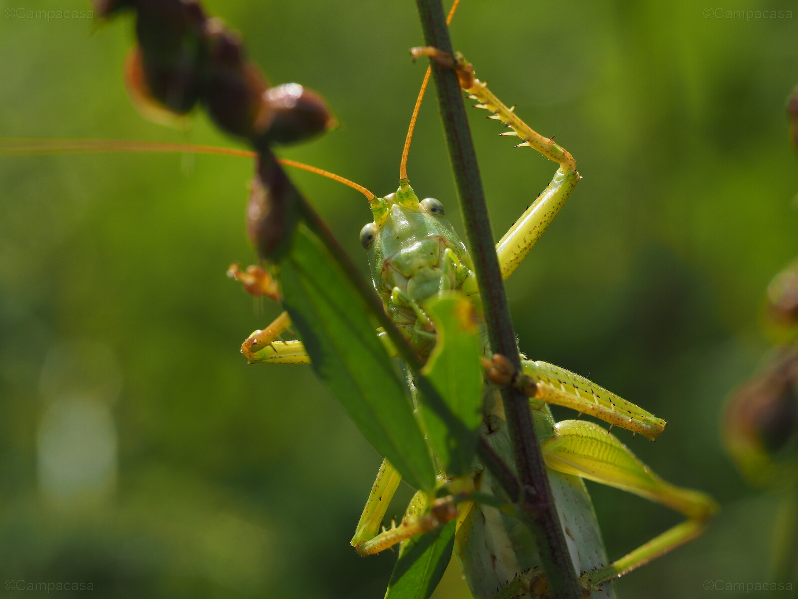 Looking at you - great green bush-cricket