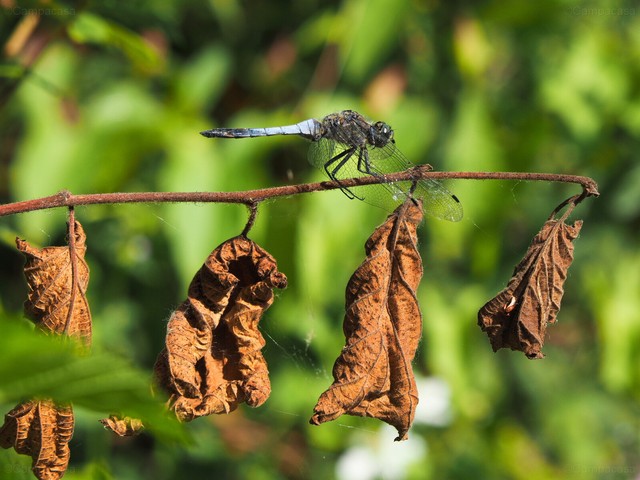 Black-tailed skimmer