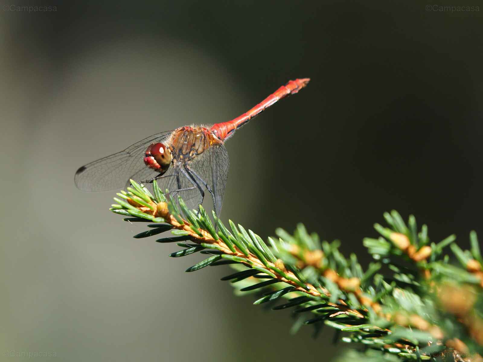 Ruddy darter