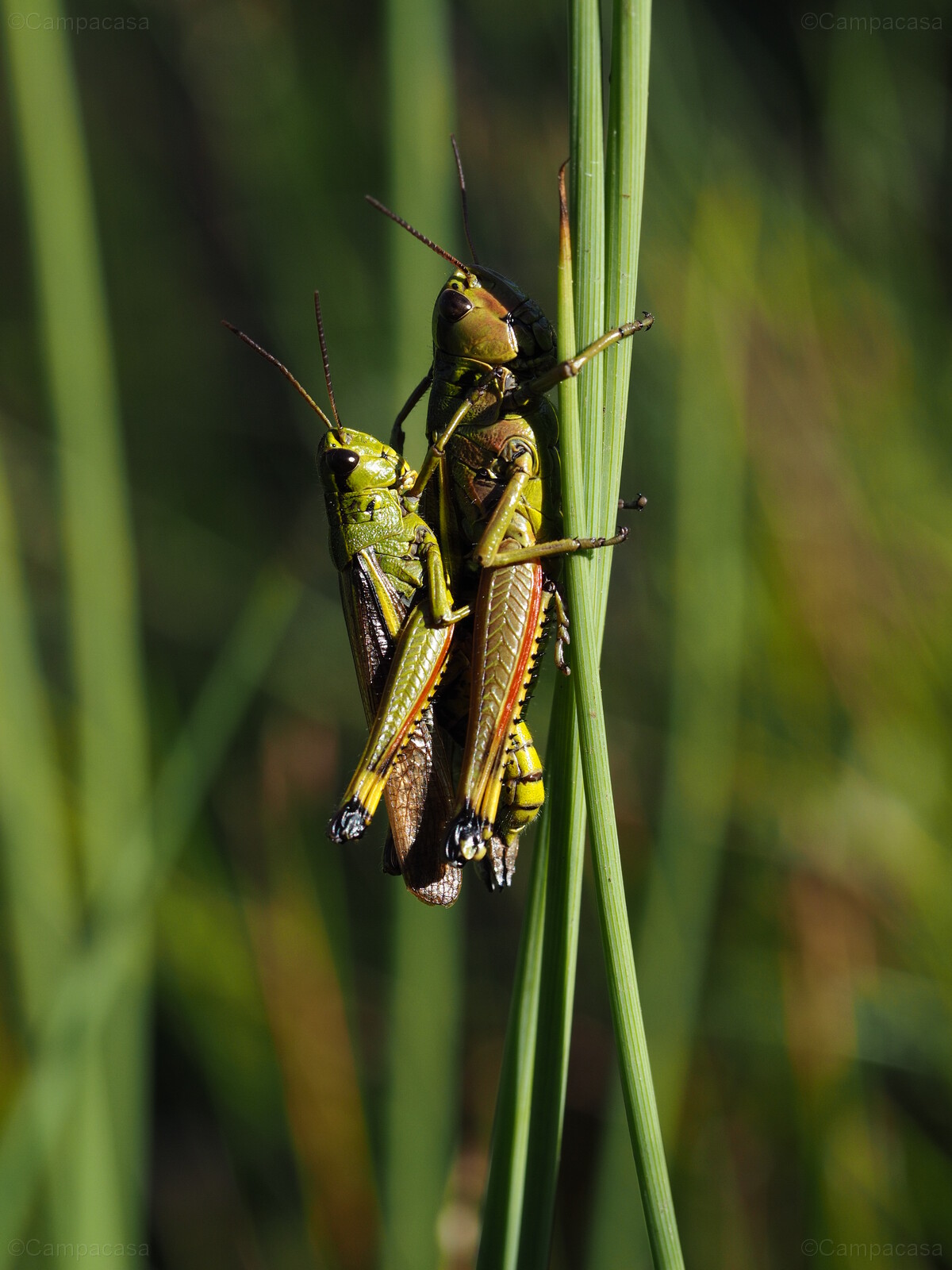 Large Marsh Grasshopper Couple