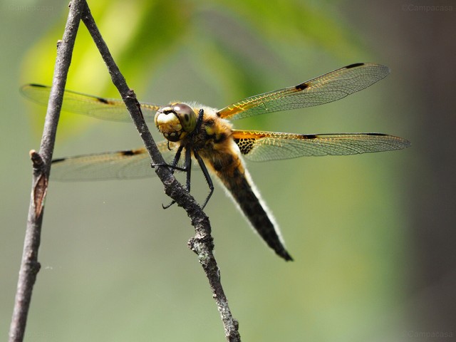 Four-spotted chaser