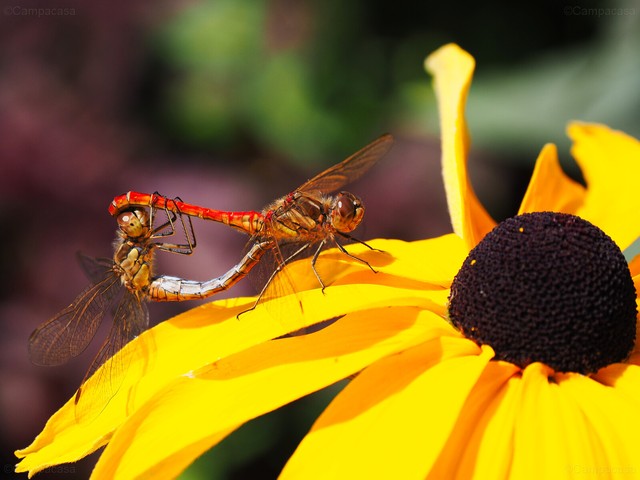 Ruddy Darter Couple