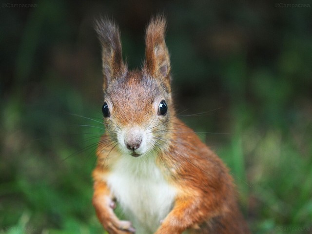 Curious squirrel