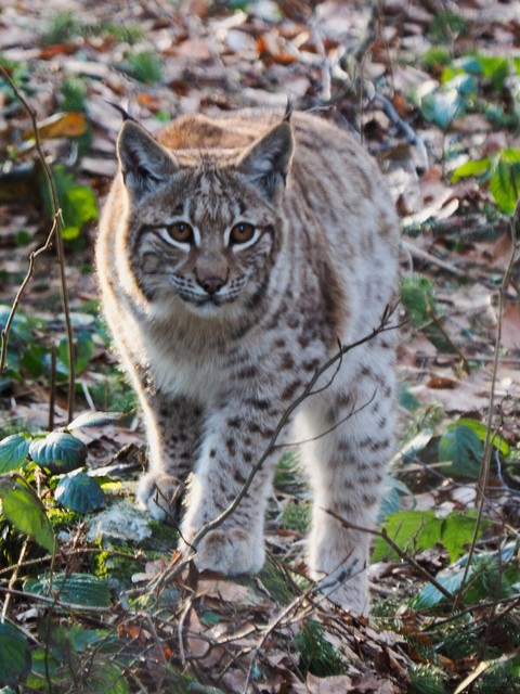 Eurasian lynx